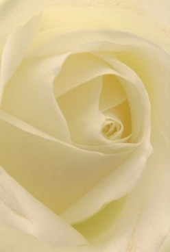 This evocative portrait reveals the heart of a Motspur Park ivory rose, its petals swirling inward with sublime harmony, each layer crafted with the kind of care found only in a seasoned local florist's touch. Gentle, diffused light bathes the bloom, coaxing creamy whites and whispers of pale gold to emerge with soft vibrancy. The atmosphere feels hushed, reminiscent of quiet mornings near the local park, where stillness carries the promise of something cherished. Running your mind's eye along the rose's velvety form, one senses both the artistry involved-each subtle fold meticulously shaped-and the comfort inspired by such thoughtful composition. There is an air of celebration and remembrance, suitable for anniversary bouquets as well as tokens of condolence or admiration. The floral scent, though unseen, is imagined-light and serene, much like the ambiance of a Motspur Park garden at first light. As you absorb the intricate arrangement, you're reminded of the care Flower Delivery Motspur Park brings to every bouquet, ensuring every delivery conveys not just beauty, but a local sense of grace and belonging.
