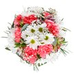 Bursting with the vitality of a Motspur Park spring, this artfully arranged bouquet embodies celebration and renewal. At its center, luminous white daisies with fresh green hearts offer a sense of joy and innocence, reminiscent of blooming parklands like those around Claremont Avenue. These cheerful blossoms are enveloped by a lively chorus of coral-pink carnations, whose plush, ruffled petals add warmth and visual richness to the composition. Wisps of baby's breath twinkle throughout like gentle morning dew, imbuing the arrangement with a delicate lightness. Subtle alstroemeria buds, their petals accented with hints of blush and purple, lend both texture and a quiet sophistication-inviting anticipation for new growth. Eucalyptus foliage, both soft and slightly aromatic, surrounds and supports the bouquet with a cool freshness, while deeper green sprigs provide definition and unity. The bouquet's round, balanced design conveys both exuberance and serenity, evocative of moments spent gathering with loved ones or strolling through leafy Motspur Park walkways. Perfect for celebrating birthdays, anniversaries, or simply brightening a neighbour's day, this bouquet is crafted by hands familiar with the heart of Motspur Park-bringing local colour and florist expertise to every arrangement delivered.